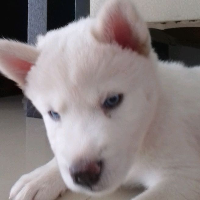 Profile Picture of David (@daviddeosio) on Tiktok