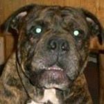 Profile Picture of Kevin Audley (@kevinaudley) on Instagram