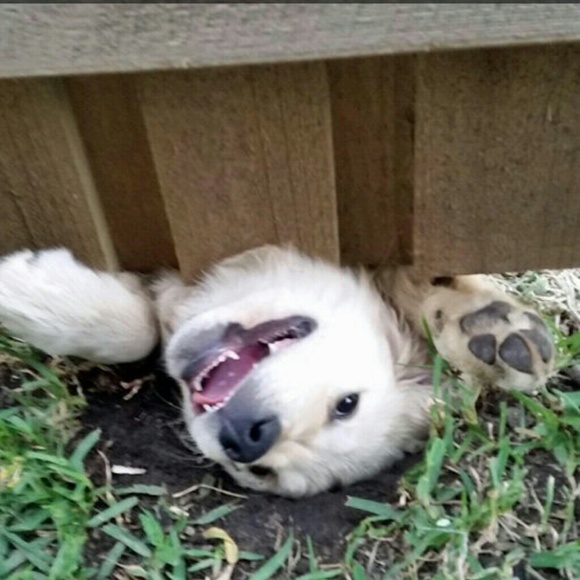 Profile Picture of Corrie Poovey (@corrie14) on Poshmark