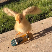 Profile Picture of Sofia Gaspar (@sofiagaspar) on Youtube