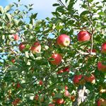 Verger Denis Charbonneau - Instagram Profile Picture of Verger Denis Charbonneau (@vergerdenischarbonneau) on Instagram