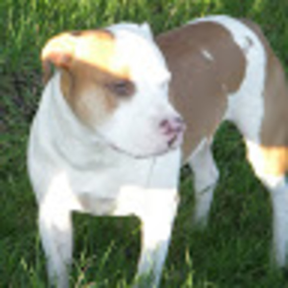 Profile Picture of Matthew Marden (@mardenmatthew2) on Poshmark