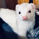 Profile Picture of Bubby Alfred Carl kester/owen (@sweeet_angel_puffs) on Instagram