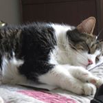 Profile Picture of Ivan (@ivan_atkinson) on Instagram
