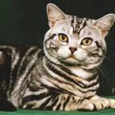 Profile Picture of Jasmine Lloyd (@jasminelloyd) on Twitter