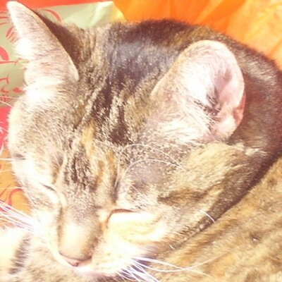 Profile Picture of Kate Frank (@katefrank) on Twitter