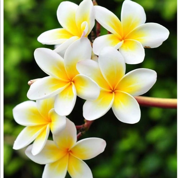 Profile Picture of Dana Gottsegen (@ddefalco) on Poshmark