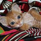 Profile Picture of Silva Scott (@silvascot) on Pinterest