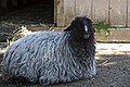 Profile Picture of Karakul sheepon Wikipedia