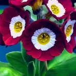 Elidia Buenrostro - Facebook Profile Picture of Elidia Buenrostro (@elidia.buenrostro) on Facebook