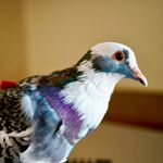 Profile Picture of Alfred Branchlegs (@alfredpigeon) on Instagram