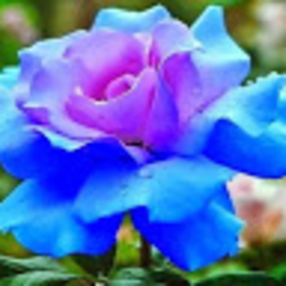 Kaitlyn Salstrom - Poshmark Profile Picture of Kaitlyn Salstrom (@kaitlynsalstrom) on Poshmark