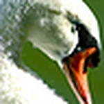 Profile Picture of Savannah Taylor (@wolf_archer) on Flickr