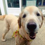 Profile Picture of Jake Bailey🐾 (@jake_thegolden) on Instagram