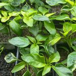 Profile Picture of Alexandra Pinson (@alexs_gardenlab) on Instagram