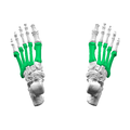 Profile Picture of Metatarsal bones - Wikipediaon Wikipedia
