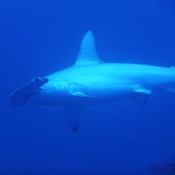 Profile Picture of Jacobo Sáenz (@JacoboSdeB) on Twitter