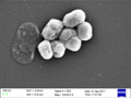 Profile Picture of Acinetobacter baumanniion Wikipedia