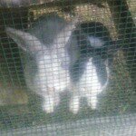 Profile Picture of Checkers & April (@2.bunnys) on Instagram