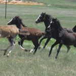 Profile Picture of sherry shona (@scarlett.shieldsjackson) on Instagram