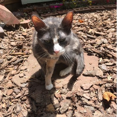 Profile Picture of Donna Ford (@DoveHat) on Twitter