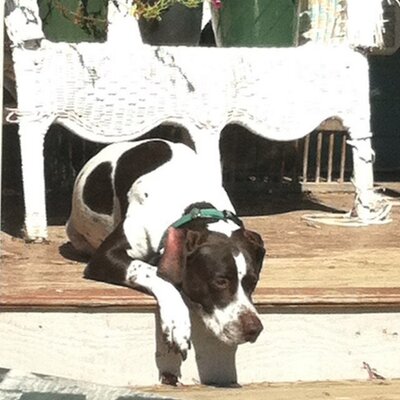 Profile Picture of Mark Dirienzo (@Dirunkinmoose) on Twitter