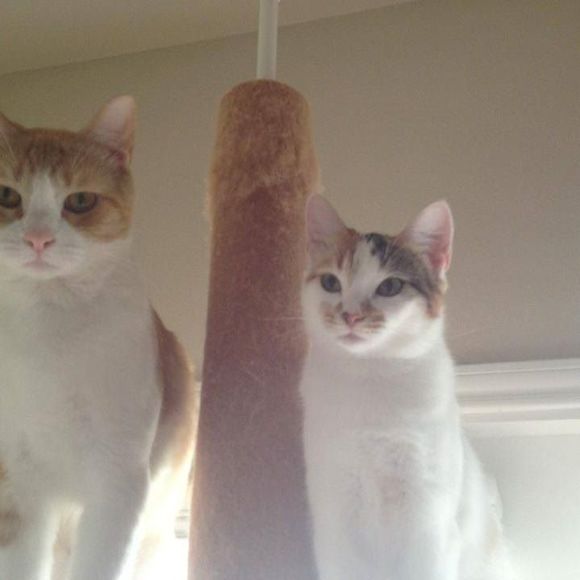 Profile Picture of Alexis Applegate (@jadedgurl2002) on Poshmark