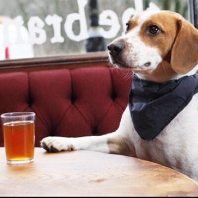 Steve Pilgrim - Twitter Profile Picture of Steve Pilgrim (@pubdog99) on Twitter