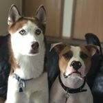 Profile Picture of Max & Rex (@maxnrex) on Instagram