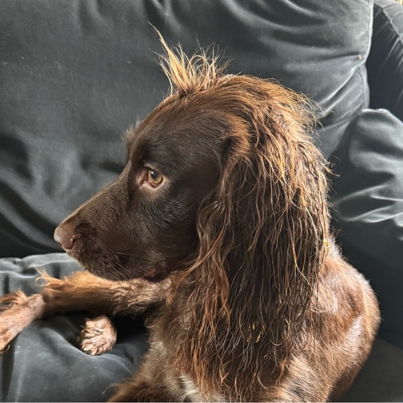 Profile Picture of Cassino Cassino (@jmcassino) on Poshmark