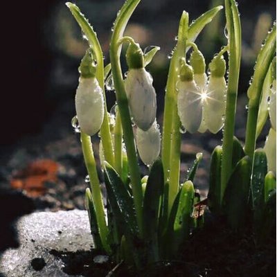 Profile Picture of Hoa Anh Dao (@Dung3Than) on Twitter