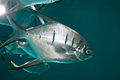 Profile Picture of Trachinotus goodeion Wikipedia