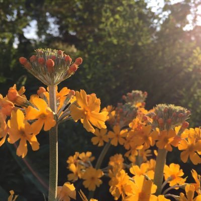 Profile Picture of Helen Marshall (@CottonBarn) on Twitter