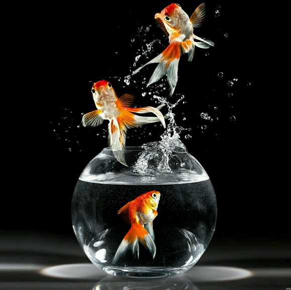 Sara Elkind - Poshmark Profile Picture of Sara Elkind (@astarell9) on Poshmark