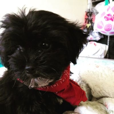 Profile Picture of Milly Perez (@MillyandHoney4) on Twitter