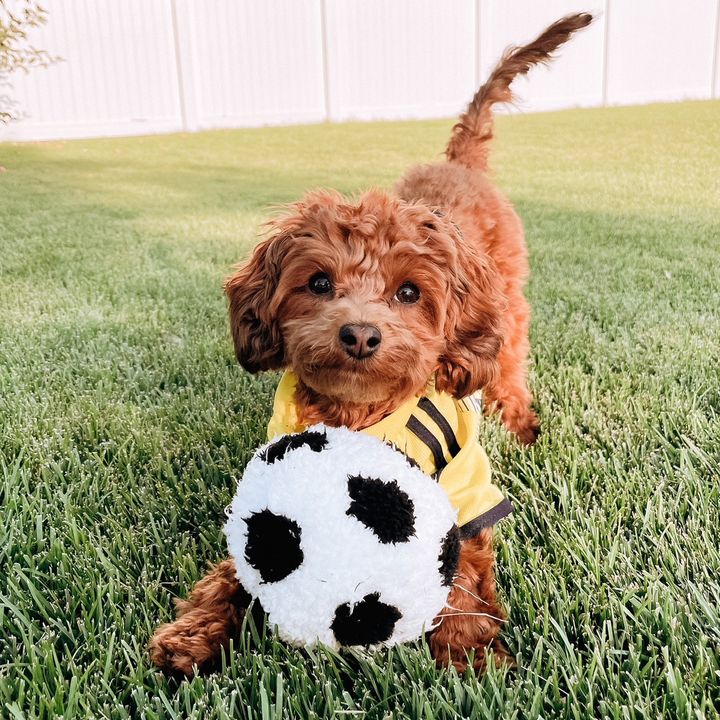 Profile Picture of timber.wolfe (@timber.wolfe) on Tiktok