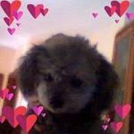 Flori Pinto Olson - Instagram Profile Picture of Flori Pinto Olson (@pintoolson) on Instagram