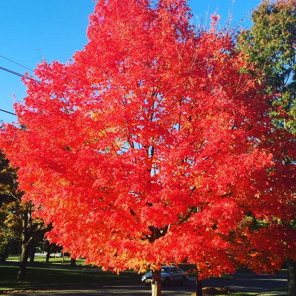 Profile Picture of Rachel Kallish (@rach4e) on Poshmark