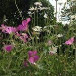 Profile Picture of Aileen Richardson (@aileenrich50) on Instagram