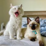 Profile Picture of 𝓦𝓪𝓵𝓽𝓮𝓻 & 𝓚𝓲𝓼𝔂𝓪 (@walter.and.kisya) on Instagram