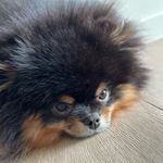 Profile Picture of Carlos The Pomeranian (@carlos.the.pomeranian) on Instagram