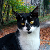 Profile Picture of Alper Umur (@aumur) on Youtube