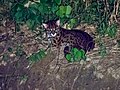 Profile Picture of Tabin Wildlife Reserveon Wikipedia