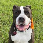 Profile Picture of Bernie Siegel (@berniebighead) on Instagram