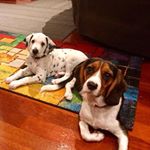 Profile Picture of Matt Craig (@matt_craig_89) on Instagram