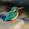 Profile Picture of Nischal Mathrran (@Jim Corbett) on Flickr