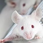 Profile Picture of Joseph Davis (@stop_animal_testing___) on Instagram