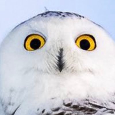 Profile Picture of Central Park Snowy Owl (@CentralParkOwl) on Twitter
