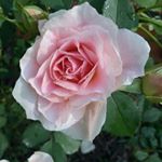 Profile Picture of Audrey Magnuson (@magnusonaudrey) on Instagram