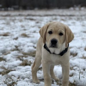 Profile Picture of Sarah McDevitt (@sarah.mcdevitt1) on Tiktok